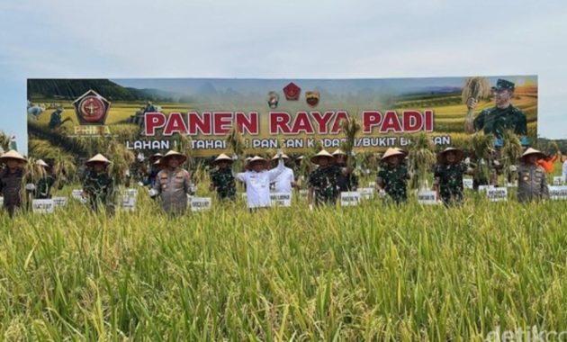 TNI Panen Raya di Deli Serdang: Ratusan Ton Padi Siap Dukung Swasembada Pangan dan Program Makan Bergizi Gratis