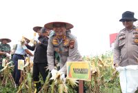 *Polresta Pekanbaru Dukung Ketahanan Pangan, Gelar Panen Raya Jagung Pipil Bersama Forkopimda