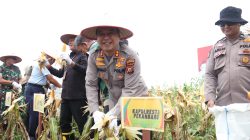 *Polresta Pekanbaru Dukung Ketahanan Pangan, Gelar Panen Raya Jagung Pipil Bersama Forkopimda