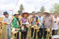 Polsek Kulim Gelar Panen Raya Jagung Kuartal II 2026, Dukung Program Swasembada Pangan Nasional