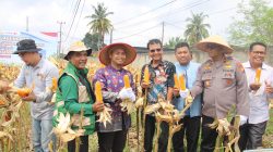 Polsek Kulim Gelar Panen Raya Jagung Kuartal II 2026, Dukung Program Swasembada Pangan Nasional
