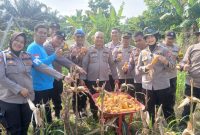 POLSEK SENAPELAN PANEN JAGUNG PIPIL DUKUNG PROGRAM KETAHANAN PANGAN