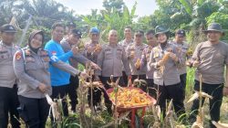POLSEK SENAPELAN PANEN JAGUNG PIPIL DUKUNG PROGRAM KETAHANAN PANGAN
