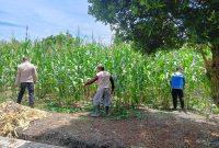 Kawal Ketahanan Pangan Hingga jelang masa panen, Bhabin Air dingin dan Poktan Bina tani sejahtera lakukan Perawatan Penyemprotan Tanaman Jagung Pipil