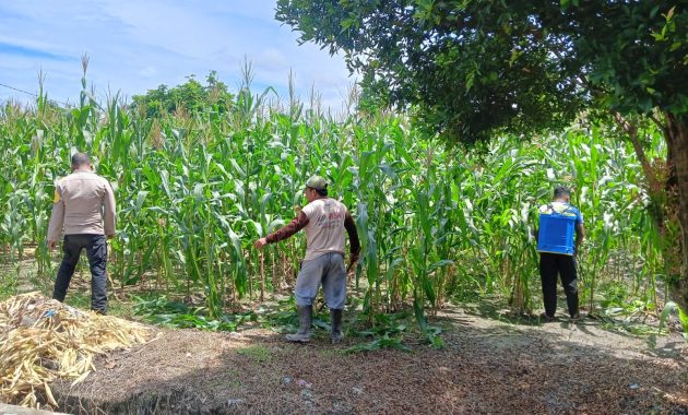 Kawal Ketahanan Pangan Hingga jelang masa panen, Bhabin Air dingin dan Poktan Bina tani sejahtera lakukan Perawatan Penyemprotan Tanaman Jagung Pipil