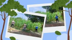 *_Polresta Pekanbaru Perkuat Ketahanan Pangan, Polsek Bukit Raya Lakukan Perawatan dan Penyemprotan Hama Tanaman Jagung Pipil_