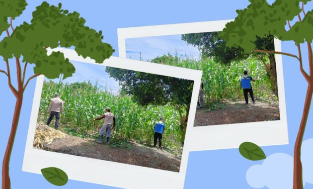 *_Polresta Pekanbaru Perkuat Ketahanan Pangan, Polsek Bukit Raya Lakukan Perawatan dan Penyemprotan Hama Tanaman Jagung Pipil_