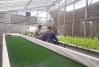 *_Polri Cinta Petani, Polresta Pekanbaru Melalui Polsek Limapuluh Turun Langsung Cek Kebun Sayur Organik Warga_
