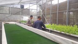 *_Polri Cinta Petani, Polresta Pekanbaru Melalui Polsek Limapuluh Turun Langsung Cek Kebun Sayur Organik Warga_