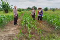 Dukung Swasembada Pangan Nasional, Polsek Binawidya Sulap Lahan 4 Hektar Jadi Kebun Jagung Produktif