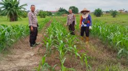 Dukung Swasembada Pangan Nasional, Polsek Binawidya Sulap Lahan 4 Hektar Jadi Kebun Jagung Produktif
