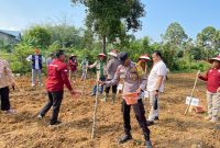 Dukung Asta Cita Presiden, Polsek Kuantan Hilir Laksanakan Penanaman Bibit Jagung Pipil