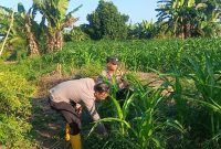 Polresta Pekanbaru Dukung Ketahanan Pangan Nasional, Kapolsek Binawidya Monitoring Kebun Jagung