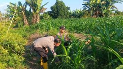 Polresta Pekanbaru Dukung Ketahanan Pangan Nasional, Kapolsek Binawidya Monitoring Kebun Jagung