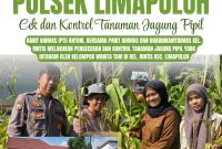 Polresta Pekanbaru Perkuat Ketahanan Pangan, Polsek Limapuluh Turun Langsung Cek Tanaman Jagung Bersama Kelompok Wanita Tani