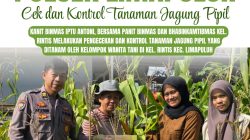 Polresta Pekanbaru Perkuat Ketahanan Pangan, Polsek Limapuluh Turun Langsung Cek Tanaman Jagung Bersama Kelompok Wanita Tani