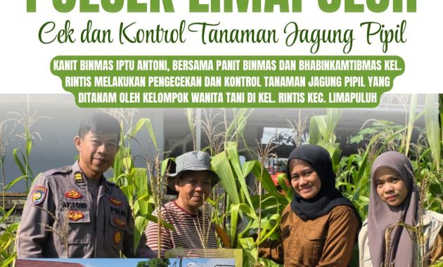 Polresta Pekanbaru Perkuat Ketahanan Pangan, Polsek Limapuluh Turun Langsung Cek Tanaman Jagung Bersama Kelompok Wanita Tani