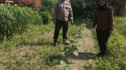 POLRESTA PEKANBARU HADIR DUKUNG KETAHANAN PANGAN, POLSEK LIMAPULUH CEK TANAMAN UBI DAN TERONG MILIK WARGA