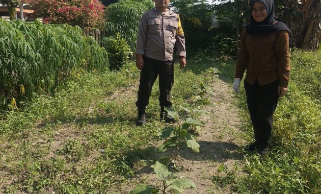POLRESTA PEKANBARU HADIR DUKUNG KETAHANAN PANGAN, POLSEK LIMAPULUH CEK TANAMAN UBI DAN TERONG MILIK WARGA
