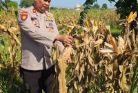 Dukung Swasembada Pangan Nasional, Polsek Binawidya Monitoring Kebun Jagung Pipil Siap Panen di Tuah Madani