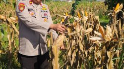 Dukung Swasembada Pangan Nasional, Polsek Binawidya Monitoring Kebun Jagung Pipil Siap Panen di Tuah Madani