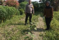 POLRESTA PEKANBARU HADIR DUKUNG KETAHANAN PANGAN, POLSEK LIMAPULUH CEK TANAMAN UBI DAN TERONG MILIK WARGA