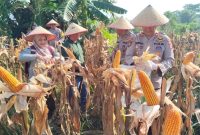Dukung Swasembada Pangan, Polsek Binawidya Sukses Gelar Panen Raya 1 Ton Jagung Pipil