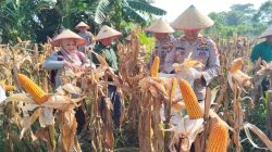 Dukung Swasembada Pangan, Polsek Binawidya Sukses Gelar Panen Raya 1 Ton Jagung Pipil