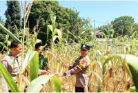 Sinergi Polri dan Petani: Polsek Batang Cenaku Kawal Suksesnya Ketahanan Pangan Nasional di Inhu