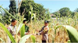 Sinergi Polri dan Petani: Polsek Batang Cenaku Kawal Suksesnya Ketahanan Pangan Nasional di Inhu