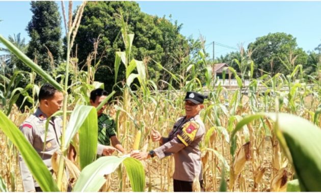 Sinergi Polri dan Petani: Polsek Batang Cenaku Kawal Suksesnya Ketahanan Pangan Nasional di Inhu