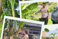 *_Polresta Pekanbaru Bergerak Nyata Dukung Ketahanan Pangan, Polsek Limapuluh Monitoring Tanaman Bergizi Warga_*