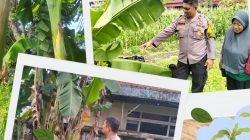 *_Polresta Pekanbaru Bergerak Nyata Dukung Ketahanan Pangan, Polsek Limapuluh Monitoring Tanaman Bergizi Warga_*