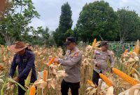 Membuahkan Hasil! Kolaborasi Kapolsek dan Penyuluh Sukses Panen Perdana Jagung Pipil di Batang Cenaku