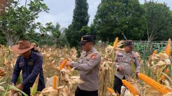 Membuahkan Hasil! Kolaborasi Kapolsek dan Penyuluh Sukses Panen Perdana Jagung Pipil di Batang Cenaku