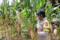 *_Polri Cinta Petani, Polresta Pekanbaru Dampingi Perawatan Jagung Pipil Demi Ketahanan Pangan Nasional_*