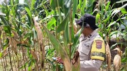*_Polri Cinta Petani, Polresta Pekanbaru Dampingi Perawatan Jagung Pipil Demi Ketahanan Pangan Nasional_*