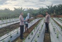 Genjot Swasembada Pangan, Kapolsek Batangcenaku Terjun Langsung ke Kebun Cabai Desa Aur Cina