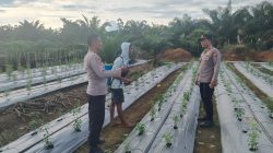 Genjot Swasembada Pangan, Kapolsek Batangcenaku Terjun Langsung ke Kebun Cabai Desa Aur Cina
