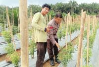 Bhabinkamtibmas Polsek Batang Cenaku Sambangi Kebun Cabai Rawit Milik Warga