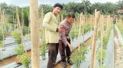 Bhabinkamtibmas Polsek Batang Cenaku Sambangi Kebun Cabai Rawit Milik Warga