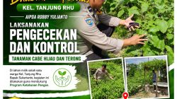 Polsek Limapuluh Perkuat Ketahanan Pangan, Monitoring Tanaman Cabai Hijau dan Terong Bersama Warga Tanjung Rhu