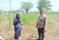 Bhabinkamtibmas Polsek Sukorejo Dorong Ketahanan Pangan Melalui Pemantauan Tanaman Jagung di Desa Lecari