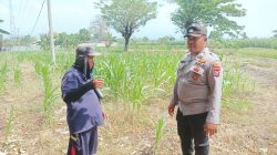 Bhabinkamtibmas Polsek Sukorejo Dorong Ketahanan Pangan Melalui Pemantauan Tanaman Jagung di Desa Lecari