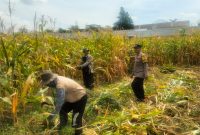 Hasil Panen Jagung di Karangjati Terpantau Baik, Bhabinkamtibmas Dukung Ketahanan Pangan Bersama Petani