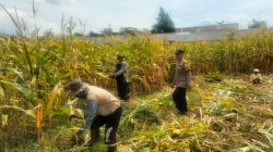 Hasil Panen Jagung di Karangjati Terpantau Baik, Bhabinkamtibmas Dukung Ketahanan Pangan Bersama Petani