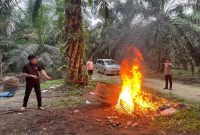 Sapu Bersih Judi Sabung Ayam, Polsek Singingi Lakukan Penggerebekan di Muara Lembu