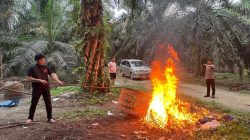 Sapu Bersih Judi Sabung Ayam, Polsek Singingi Lakukan Penggerebekan di Muara Lembu