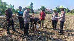 Dukung Ketahanan Pangan Nasional, Polsek Limapuluh Tanam Jagung Pipil di Lahan Produktif Bersama Kelompok Tani