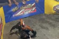 Dugaan Sarang Judi Sabung Ayam & Dadu Beromzet Puluhan Juta di Kecamatan Singingi Resahkan Warga, Kapolsek Janji Sikat!